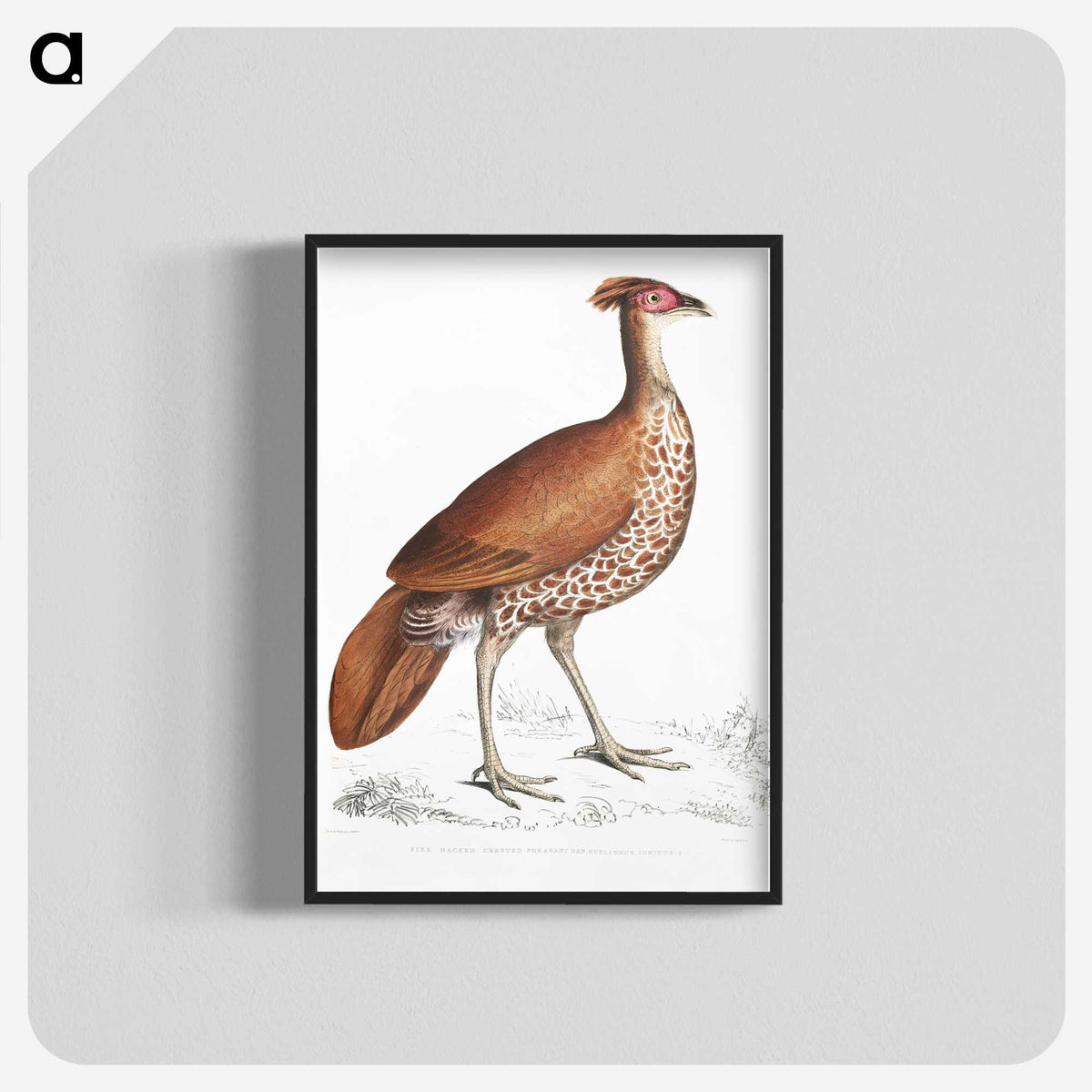 2-41_Indian-Zoology_blk-crop