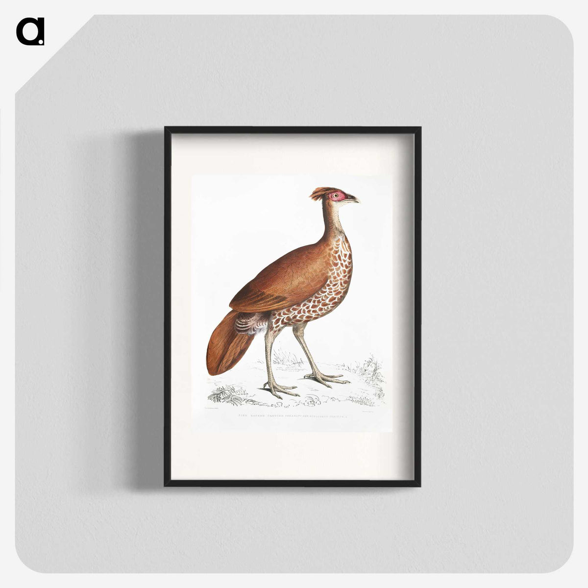 2-41_Indian-Zoology_blk
