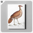 2-41_Indian-Zoology_canvas