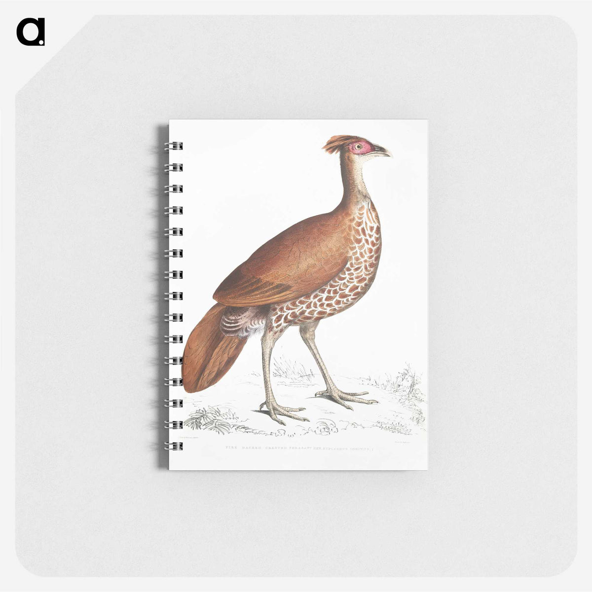 2-41_Indian-Zoology_memo