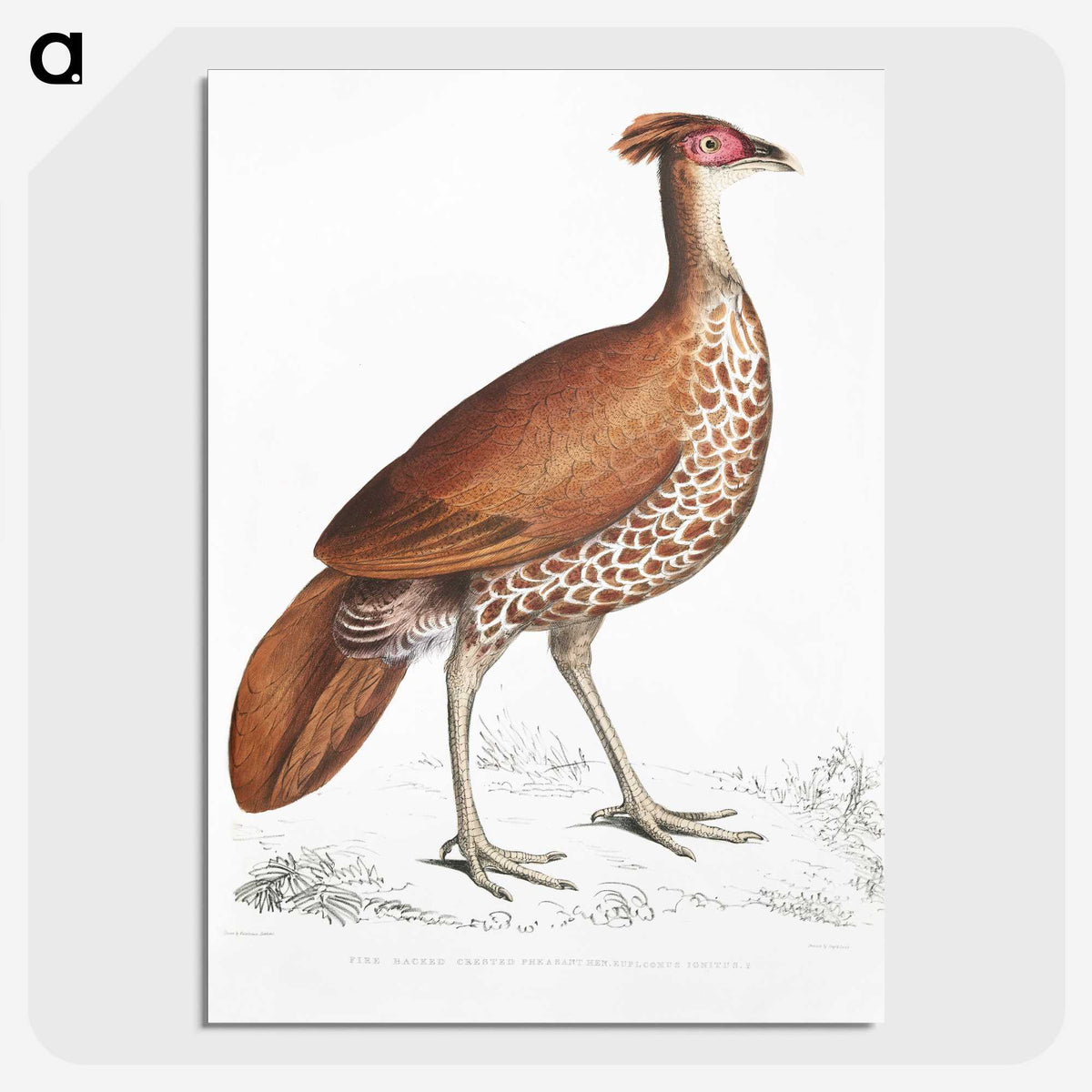 2-41_Indian-Zoology_picture-crop