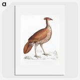 2-41_Indian-Zoology_picture