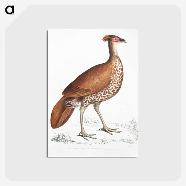 2-41_Indian-Zoology_postcard