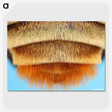2-41_Insects-Unlocked-Project_picture-crop