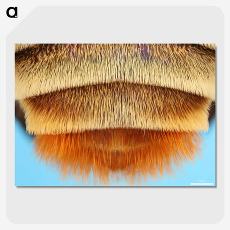 2-41_Insects-Unlocked-Project_picture-crop