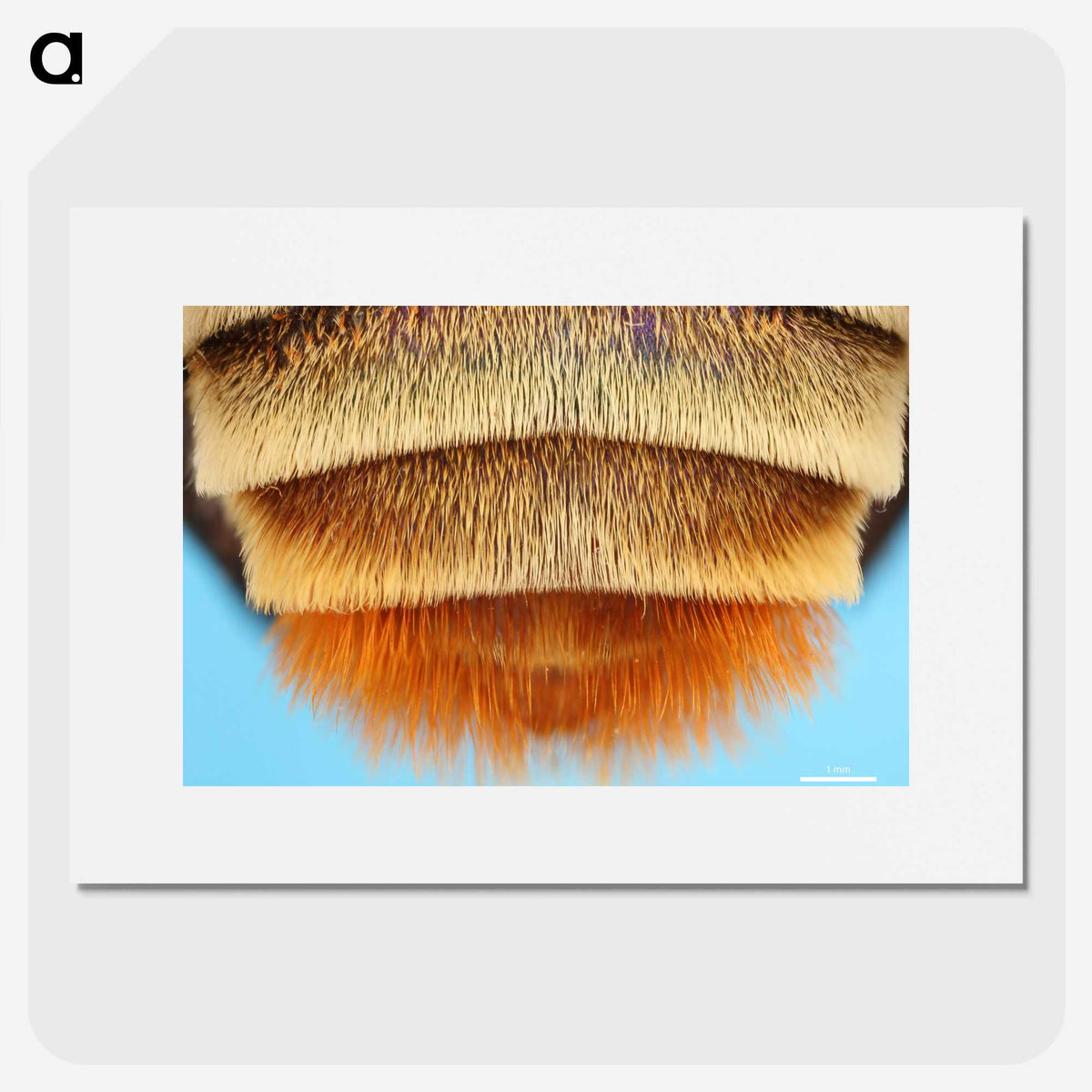 2-41_Insects-Unlocked-Project_picture