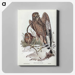 2-41_John-Gould_canvas
