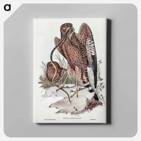 アートパネル-Square-tailed Kite
 - ジョン グールド Canvas.