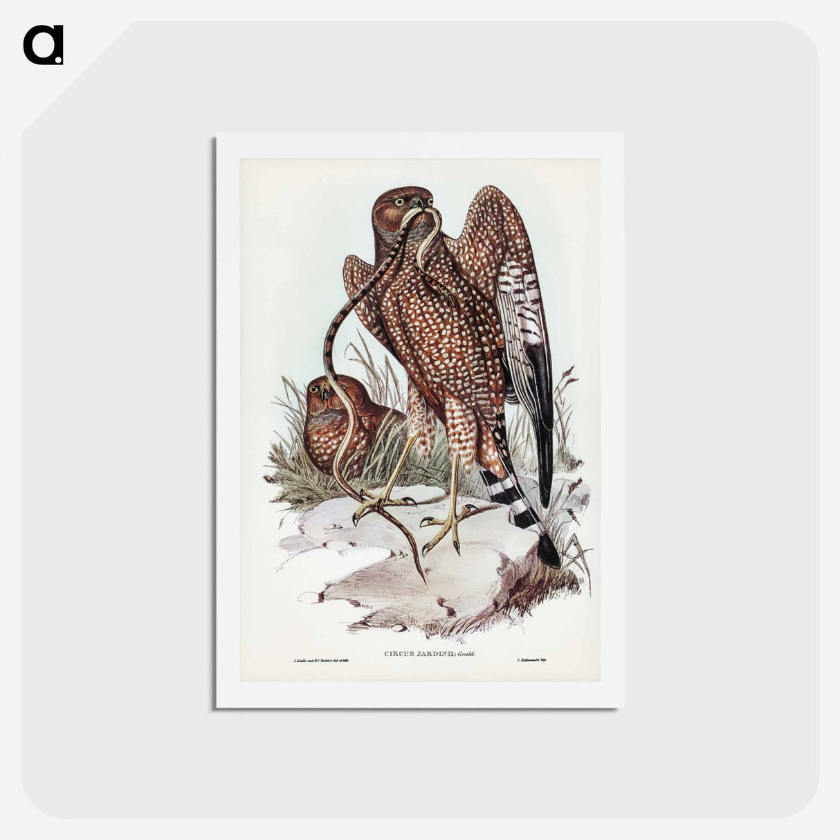 アートポストカード-Square-tailed Kite
 - ジョン グールド Postcard.