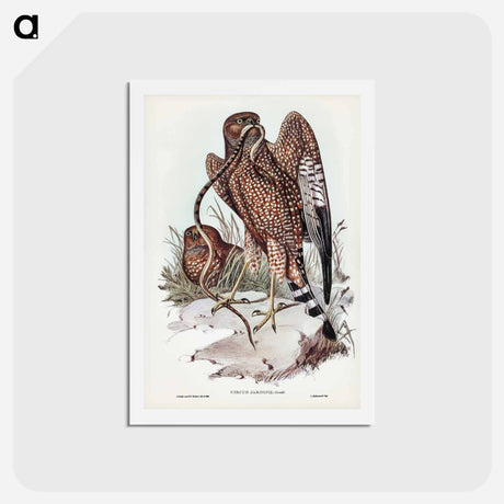 アートポストカード-Square-tailed Kite
 - ジョン グールド Postcard.