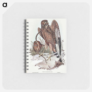 Square-tailed Kite
 - ジョン グールド Memo.