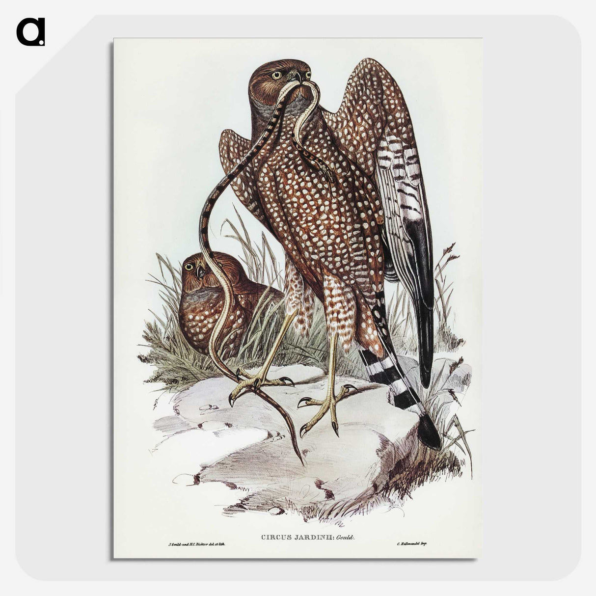 2-41_John-Gould_picture-crop