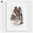 2-41_John-Gould_picture