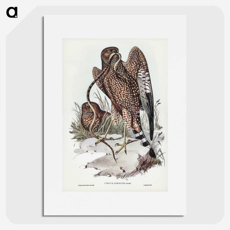 2-41_John-Gould_picture