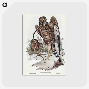 2-41_John-Gould_postcard