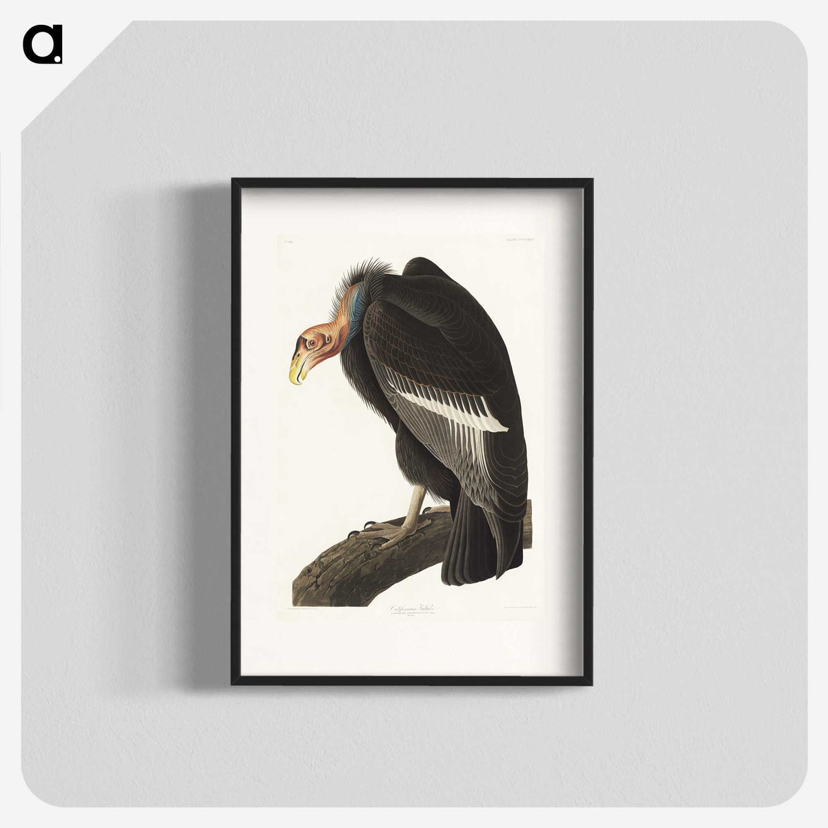2-41_John-James-Audubon_blk