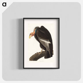 アートポスター-Californian Vulture
 - ジョン ジェームス オーデュボン Poster.