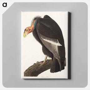 アートパネル-Californian Vulture
 - ジョン ジェームス オーデュボン Canvas.