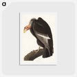 アートポストカード-Californian Vulture
 - ジョン ジェームス オーデュボン Postcard.