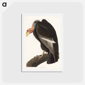 アートポストカード-Californian Vulture
 - ジョン ジェームス オーデュボン Postcard.