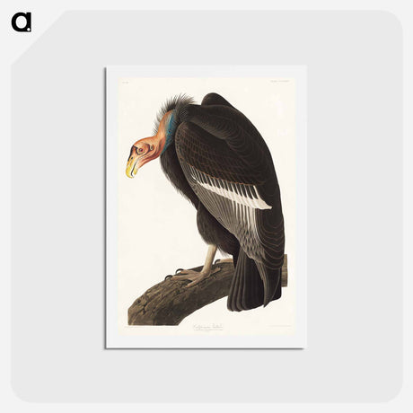 アートポストカード-Californian Vulture
 - ジョン ジェームス オーデュボン Postcard.