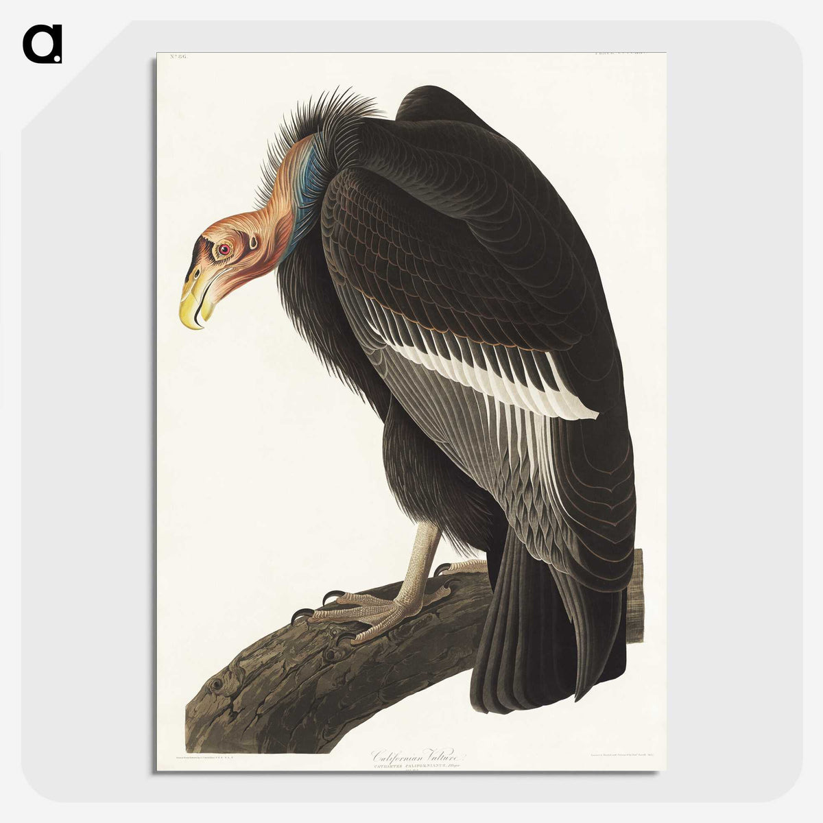 2-41_John-James-Audubon_picture-crop