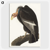 2-41_John-James-Audubon_picture-crop