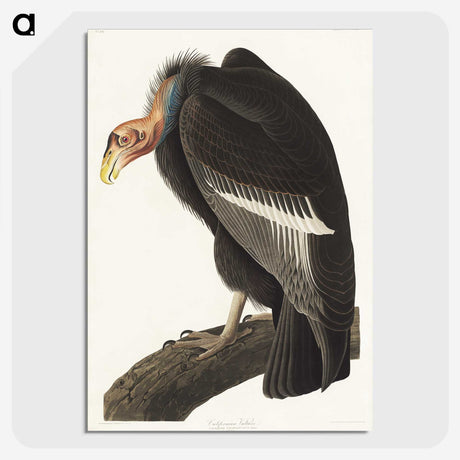 2-41_John-James-Audubon_picture-crop