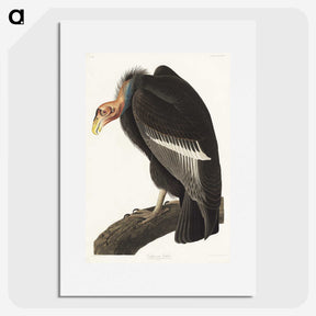 2-41_John-James-Audubon_picture
