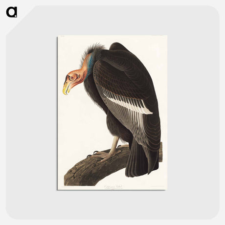 アートポストカード-Californian Vulture
 - ジョン ジェームス オーデュボン Postcard.