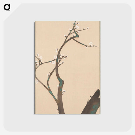 アートポストカード-Plum Blossoms - 神坂 雪佳 Postcard.