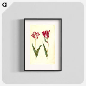アートポスター-Tulipa gesneriana
 - マリア ジビーラ メーリアン Poster.
