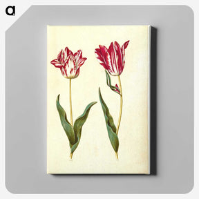 2-41_Maria-Sibylla-Merian_canvas