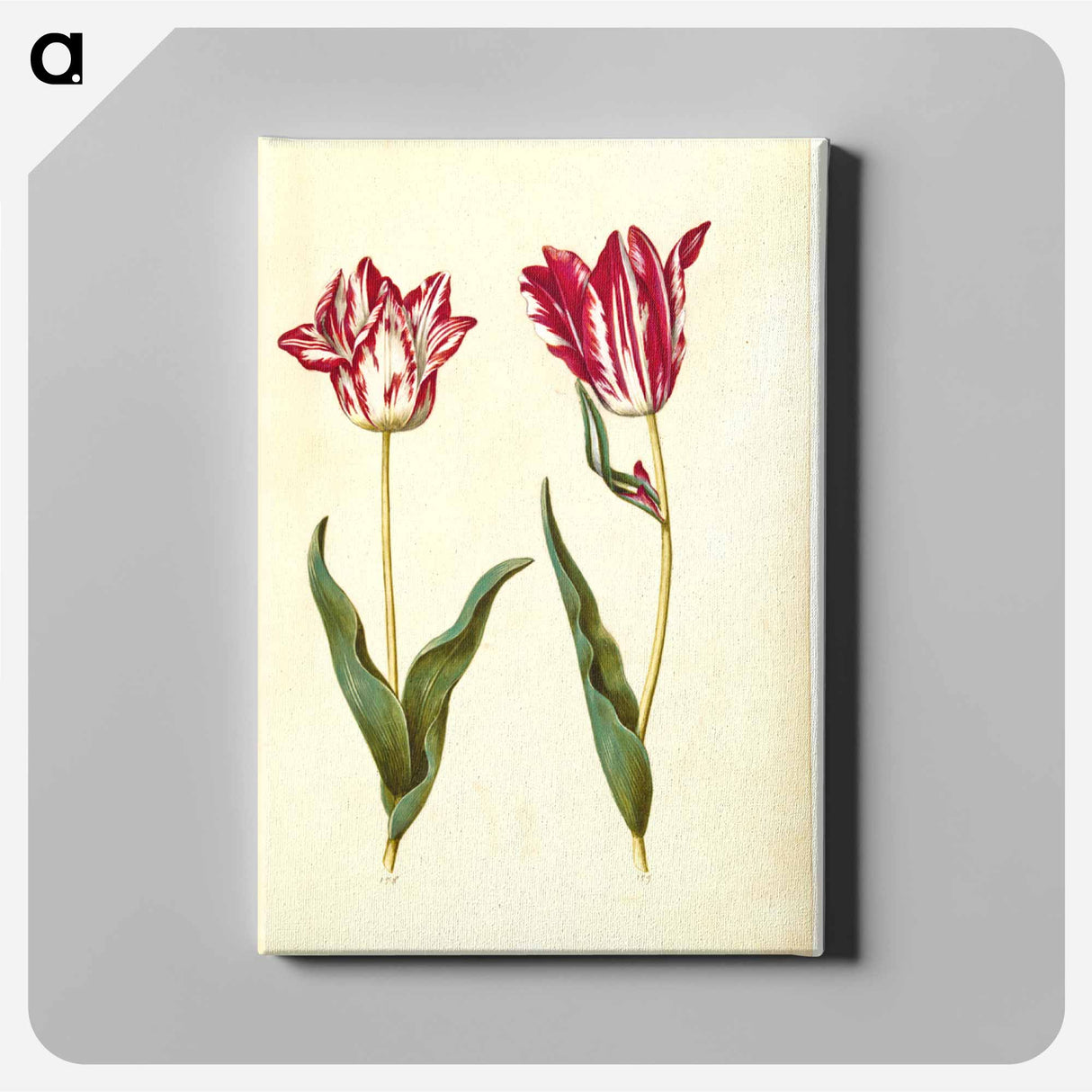 アートパネル-Tulipa gesneriana
 - マリア ジビーラ メーリアン Canvas.