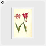 アートポストカード-Tulipa gesneriana
 - マリア ジビーラ メーリアン Postcard.