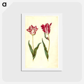 アートポストカード-Tulipa gesneriana
 - マリア ジビーラ メーリアン Postcard.