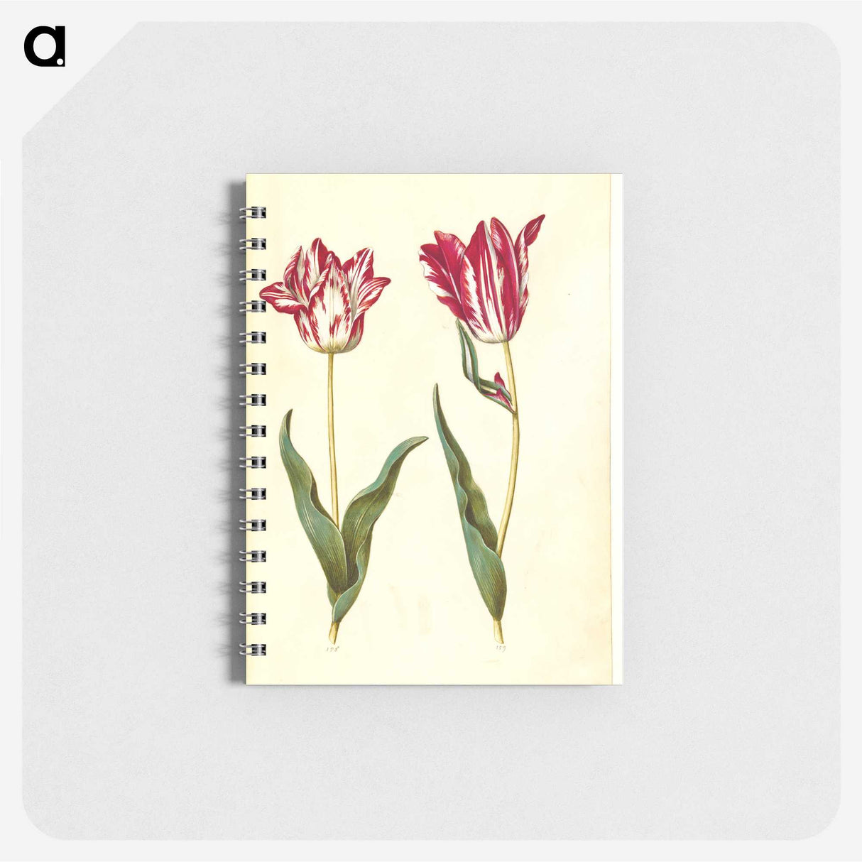 2-41_Maria-Sibylla-Merian_memo