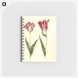 2-41_Maria-Sibylla-Merian_memo