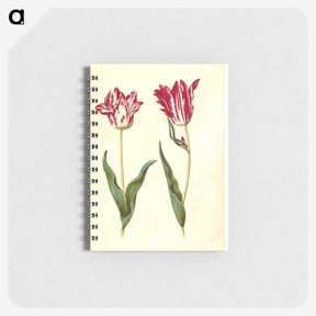 2-41_Maria-Sibylla-Merian_memo