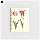 アートメモ帳-Tulipa gesneriana
 - マリア ジビーラ メーリアン Memo.