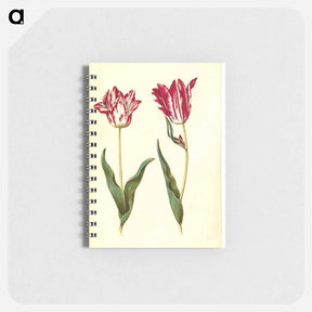 アートメモ帳-Tulipa gesneriana
 - マリア ジビーラ メーリアン Memo.