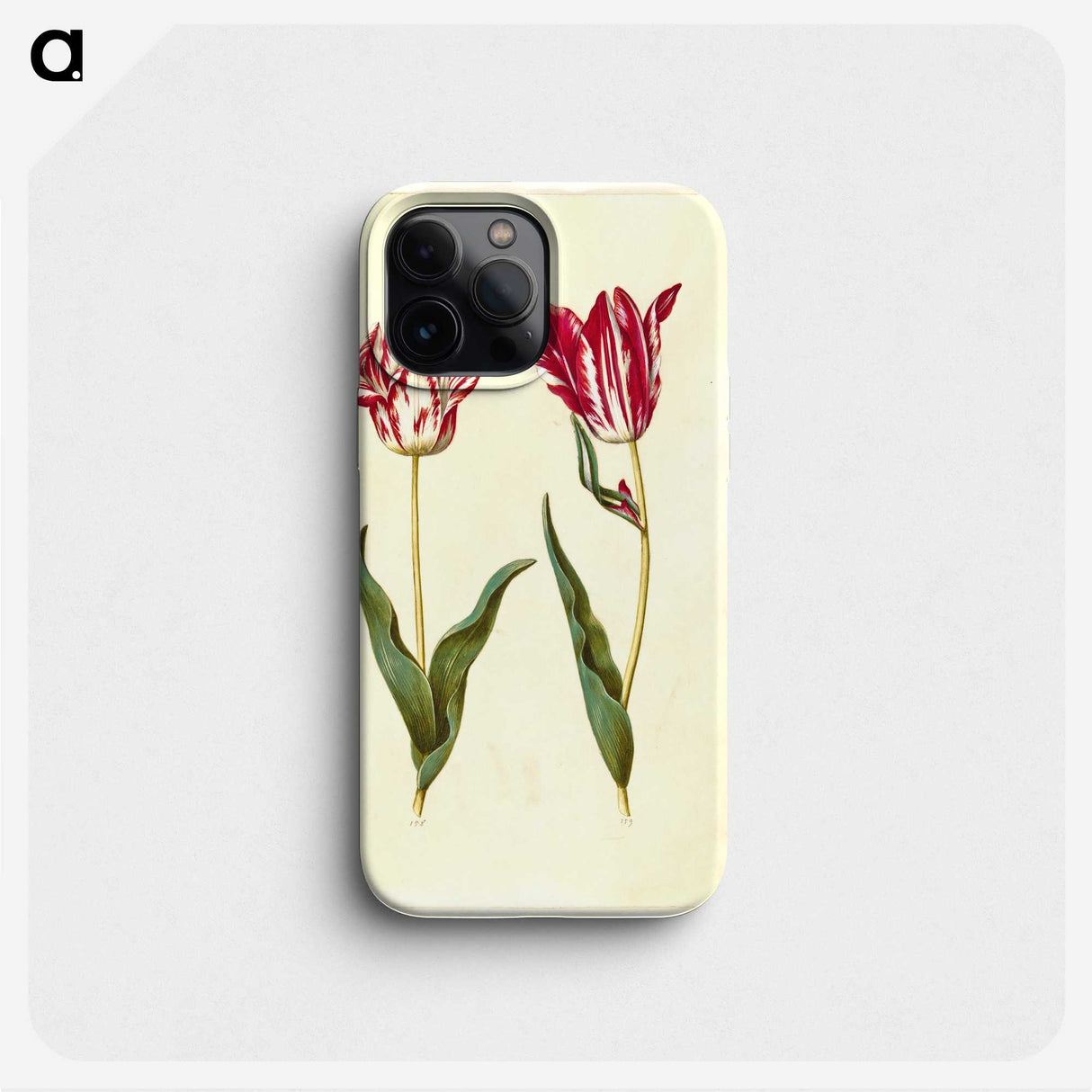 2-41_Maria-Sibylla-Merian_phone