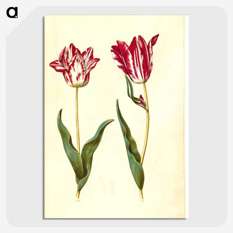 2-41_Maria-Sibylla-Merian_picture-crop