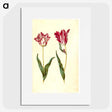 2-41_Maria-Sibylla-Merian_picture