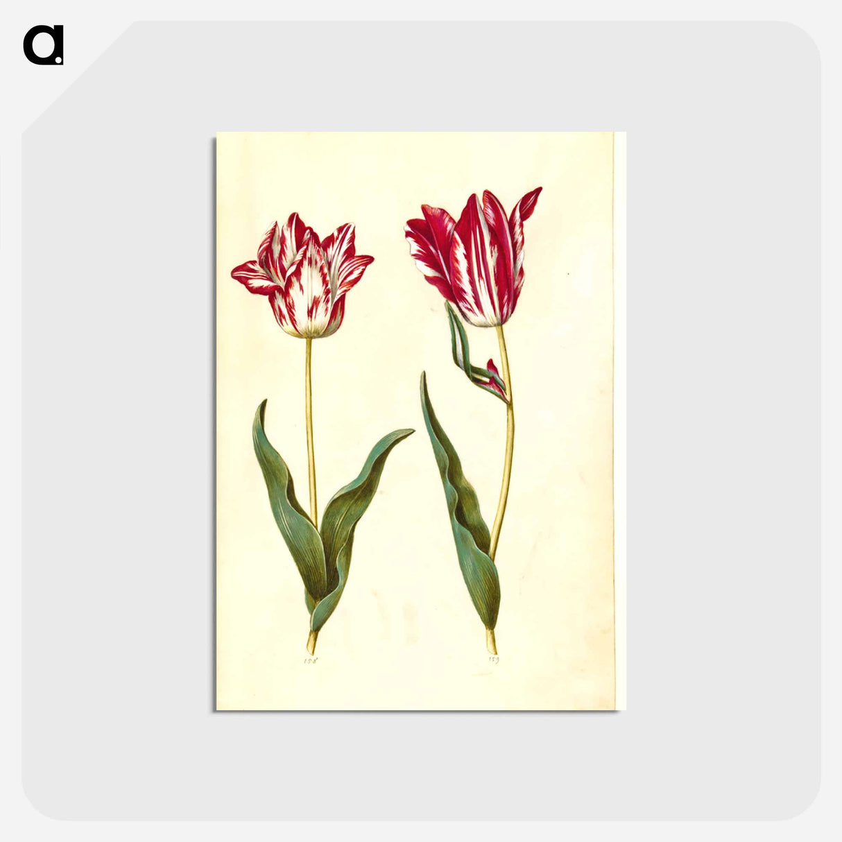 アートポストカード-Tulipa gesneriana
 - マリア ジビーラ メーリアン Postcard.