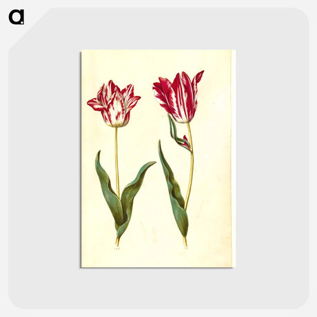 アートポストカード-Tulipa gesneriana
 - マリア ジビーラ メーリアン Postcard.