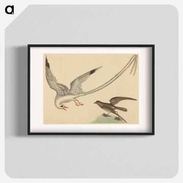 The Rice-bird
 - マーク ケイツビー Poster.