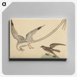 2-41_Mark-Catesby_canvas