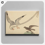 2-41_Mark-Catesby_canvas