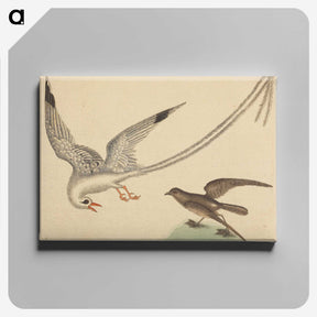 2-41_Mark-Catesby_canvas